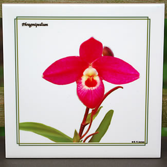 tile DS-020 Phragmipedium 7181.jpg